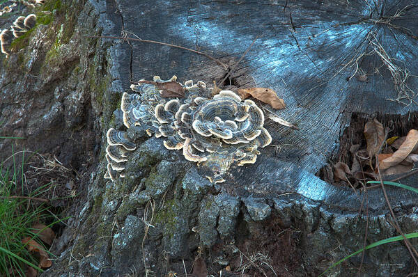 Mushrooms Art Print featuring the photograph Mushrooms on a Tree Stump 1 by Frank Mari