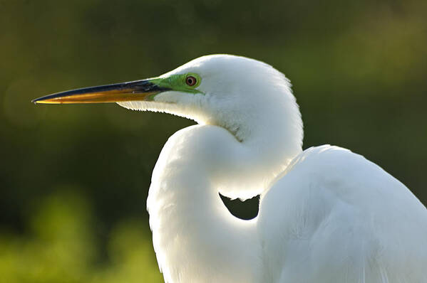 Great White Egret Art Print featuring the photograph My Best Side by Carolyn Marshall