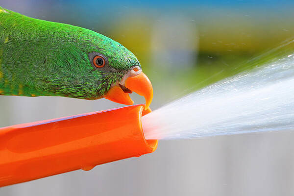 Birds Australia Art Print featuring the photograph My hose 02 by Kevin Chippindall