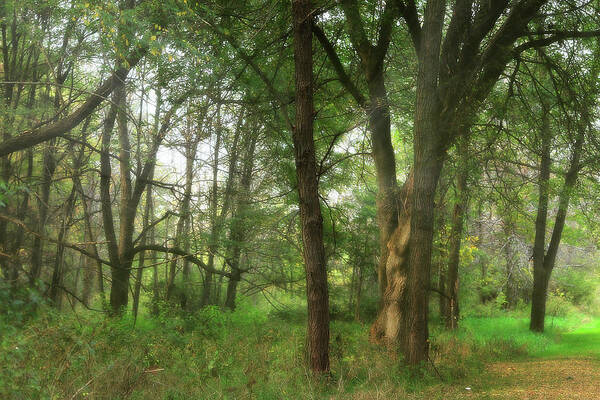Hovind Art Print featuring the photograph Mystic Forest by Scott Hovind