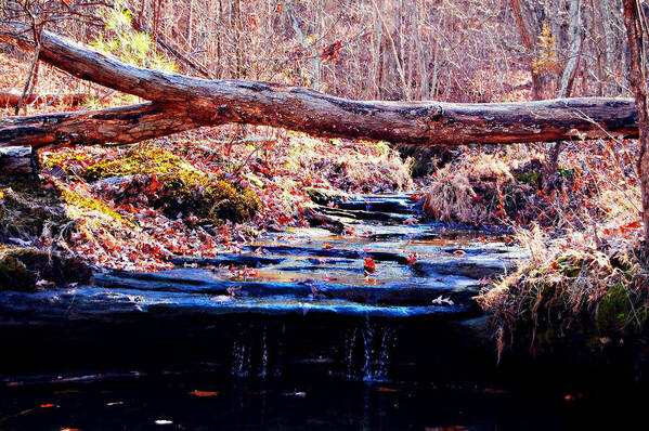 Landscape Art Print featuring the photograph Natural Spring Beauty by Peggy Franz