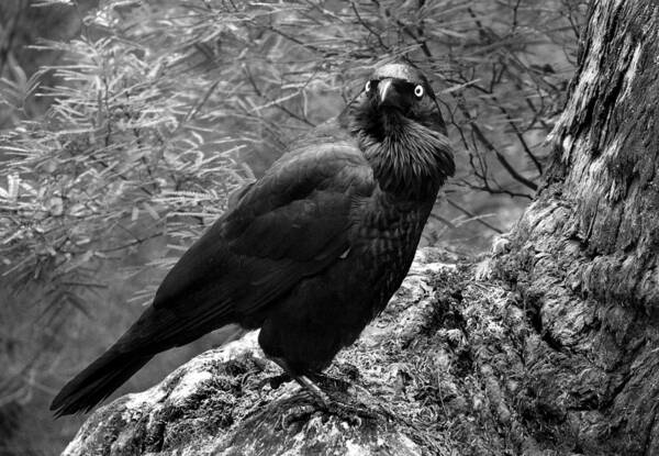 Raven Art Print featuring the photograph Nevermore - Black and White by Michelle Wrighton