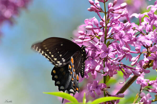 Butterfly Art Print featuring the photograph Nothing says Spring like Butterflies and Lilacs by Lori Tambakis