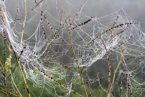 Spider Web Art Print featuring the photograph Oh What a Tangled Web by Rick Rauzi