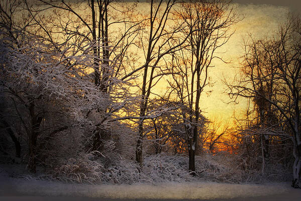 Winter Art Print featuring the photograph Once Upon a Winter Morning.. by Yelena Rozov
