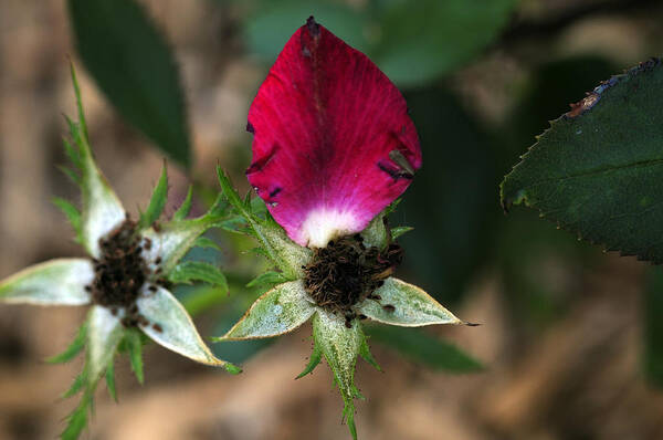 Rose Art Print featuring the photograph One Last Petal by Wanda Brandon