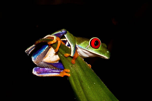 Frog Art Print featuring the photograph One Two Three Jump by Tom and Pat Cory