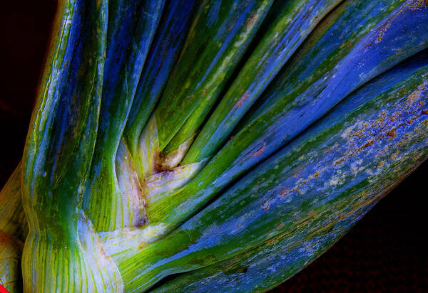 Nature Art Print featuring the photograph Onions by Michael Friedman