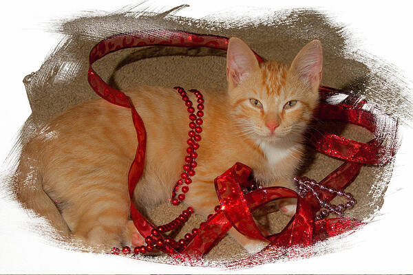 St Patrick's Art Print featuring the photograph Orange Kitten with Red Ribbon by Judy Deist