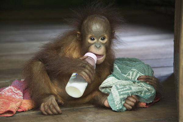 00498062 Art Print featuring the photograph Orangutan Yr Old Infant Bottle Feeding by Suzi Eszterhas