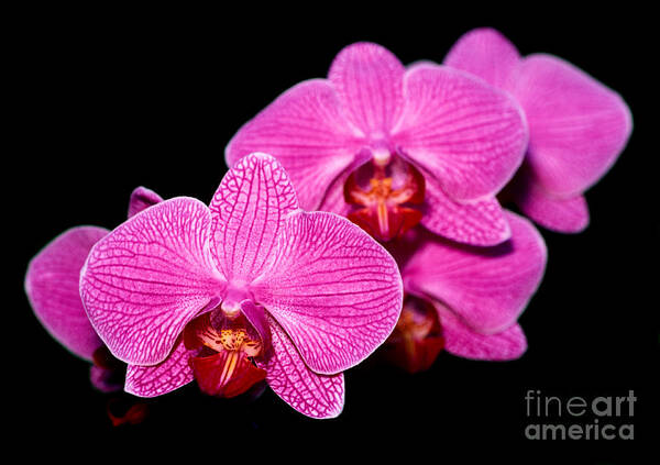 Orchid Art Print featuring the photograph Orchid 17 by Terry Elniski