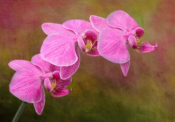 Orchid Art Print featuring the photograph Orchid Cluster by Susan Candelario