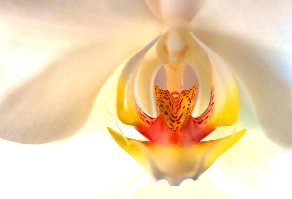 Orchid Art Print featuring the photograph Orchid by Don Durfee