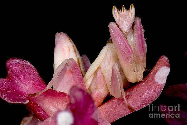 Malaysian Orchid Mantis Art Print featuring the photograph Orchid Mantis by Dant Fenolio