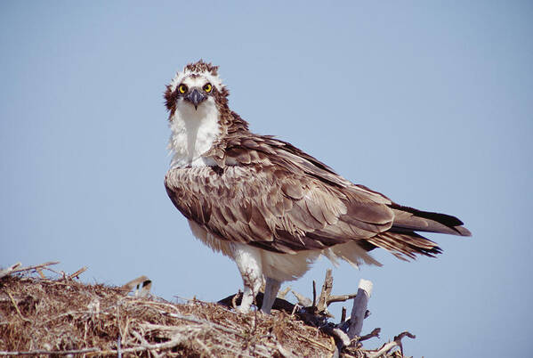00170079 Art Print featuring the photograph Osprey Adult Perching On Nest Baja by Tim Fitzharris