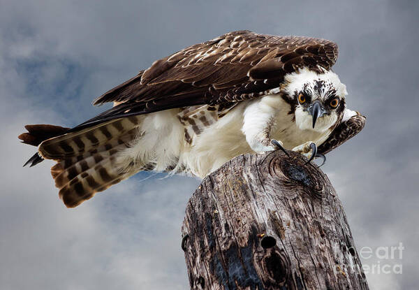 Osprey Art Print featuring the photograph Osprey Stare by Dawna Moore Photography