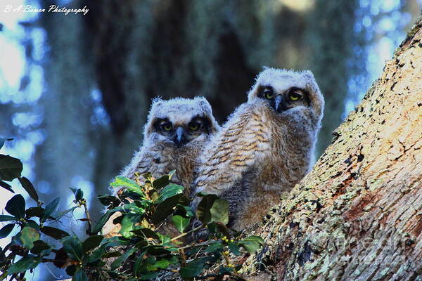 Great Horned Owl Art Print featuring the photograph Owl Twins by Barbara Bowen