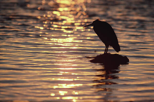 00202845 Art Print featuring the photograph Pacific Reef Egret Sihouette by Gerry Ellis