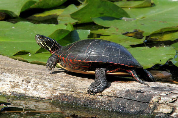 Painted Turtle Art Print featuring the photograph Painted Turtle on log by Doris Potter