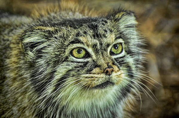 Pallas Cat Art Print featuring the photograph Pallas Cat by Heather Applegate