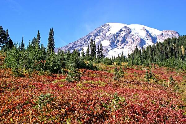 Mt. Art Print featuring the photograph Paradise in Fall on MT. Rainier by Rob Green