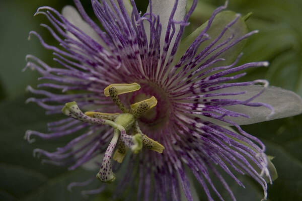 Passion Flower Art Print featuring the photograph Passion Flower by Margaret Denny