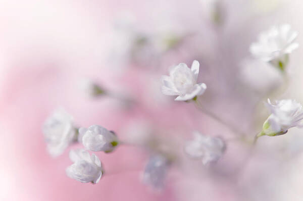 Jenny Rainbow Fine Art Photography Art Print featuring the photograph Passion for Flowers. White Pearls by Jenny Rainbow