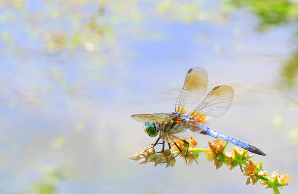 Animals Art Print featuring the photograph Pastel Dragonfly by Deborah Smith