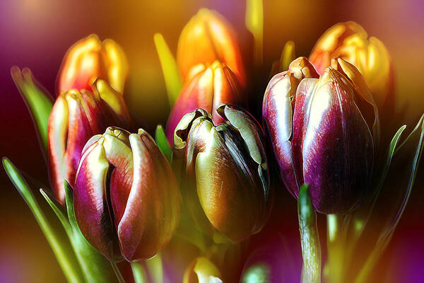 Yellow Art Print featuring the photograph Pateline Tulips by Bill and Linda Tiepelman