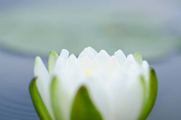 Water Lily Art Print featuring the photograph Peace by Margaret Pitcher