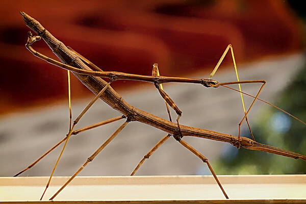 Insects Art Print featuring the photograph Phasmatodeas by Linda Tiepelman