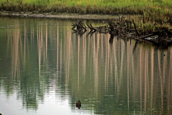 Pickle Factory Art Print featuring the photograph Pickle Pond by Tom Singleton