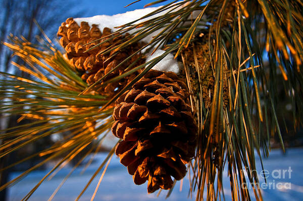 Pine Cones Art Print featuring the photograph Pinecones In Winter by Terry Elniski