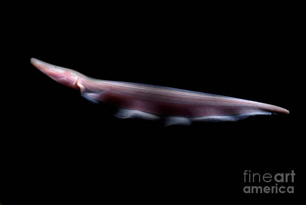 Orthosternarchus Tamandua Art Print featuring the photograph Pink Dolphin Knifefish by Dante Fenolio