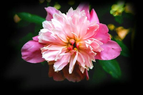 Pink Art Print featuring the photograph Pink Flower 2 by Brian Roberts