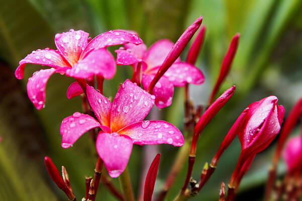 Close Art Print featuring the photograph Pink fluted Hibiscus in the Monsoons by Kantilal Patel