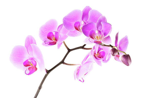 Orchids Art Print featuring the photograph Pink Orchids 2 by Onyonet Photo studios