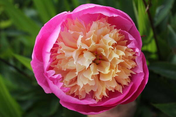 Pink Peony Art Print featuring the photograph Pink Peony by David Grant
