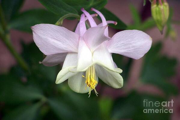 Columbine Art Print featuring the photograph Pink Perfection by Dorrene BrownButterfield