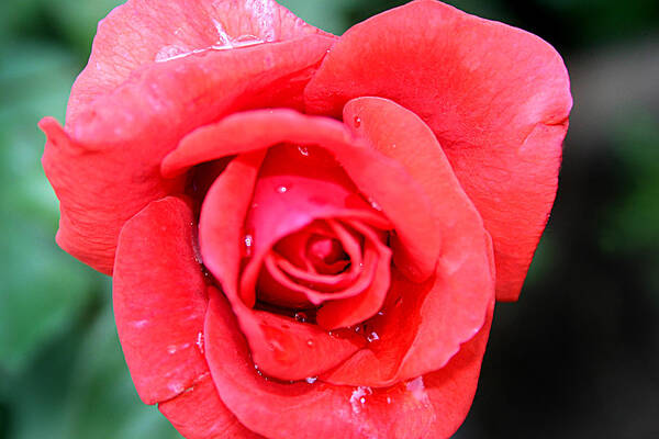 Drop Art Print featuring the photograph Pink rose after rain by Emanuel Tanjala