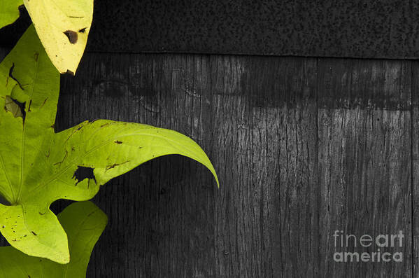 Planter Art Print featuring the photograph Planter by JT Lewis