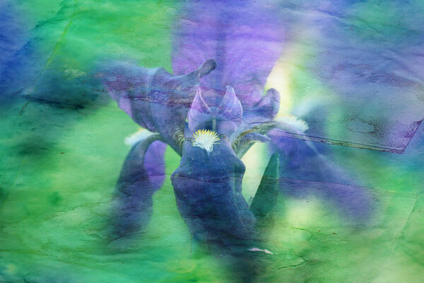 Flowers Photograph Art Print featuring the photograph Poetic Iris 2 by Toni Hopper