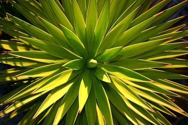 Plant Art Print featuring the photograph Centered by Phil Cappiali Jr