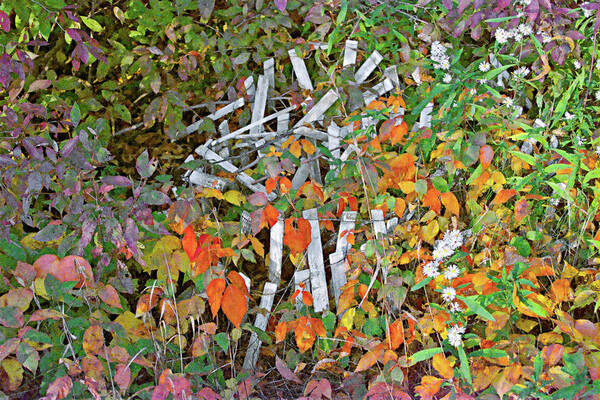 Fall Art Print featuring the painting Poison Ivy and Pickets by Peter J Sucy