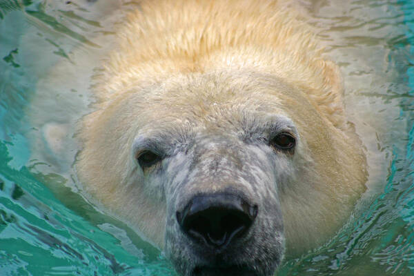 Zoo Art Print featuring the photograph Polar Bear Swim by David Rucker