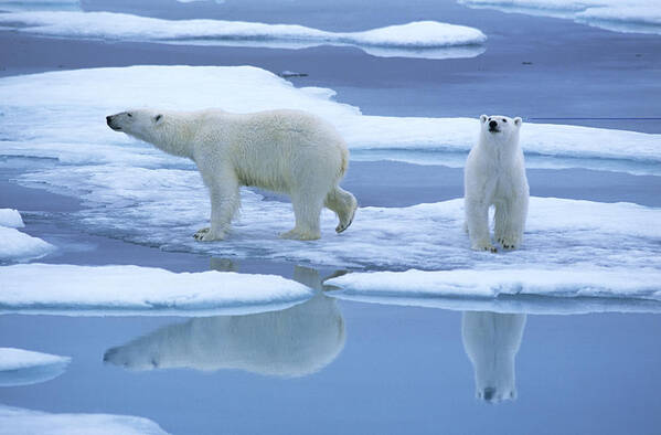 00282135 Art Print featuring the photograph Polar Bear Ursus Maritimus Pair On Ice by Rinie Van Meurs