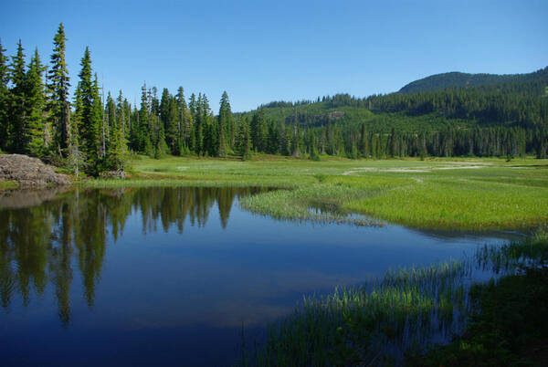 Pond Art Print featuring the photograph Pond Reflection by Marilyn Wilson