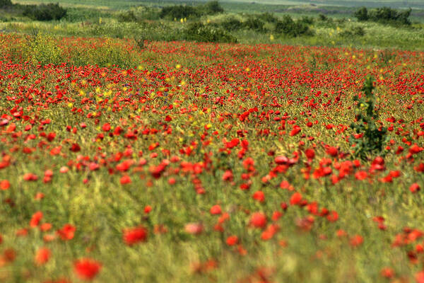 Agriculture Art Print featuring the photograph Poppy field II by Emanuel Tanjala