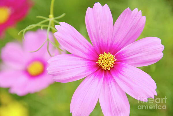 Flowers Art Print featuring the photograph Pretty in Pink by Ken Williams