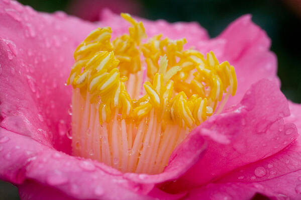 Camellia Art Print featuring the photograph Pretty in Pink by Rich Franco